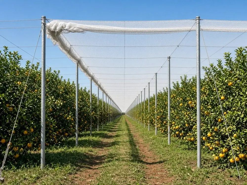 Flat-top net structure on galvanised steel poles over a citrus orchard